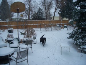Lily, enjoying the snow.